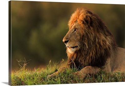 Male Lion Watching Sunrise In Masai Mara