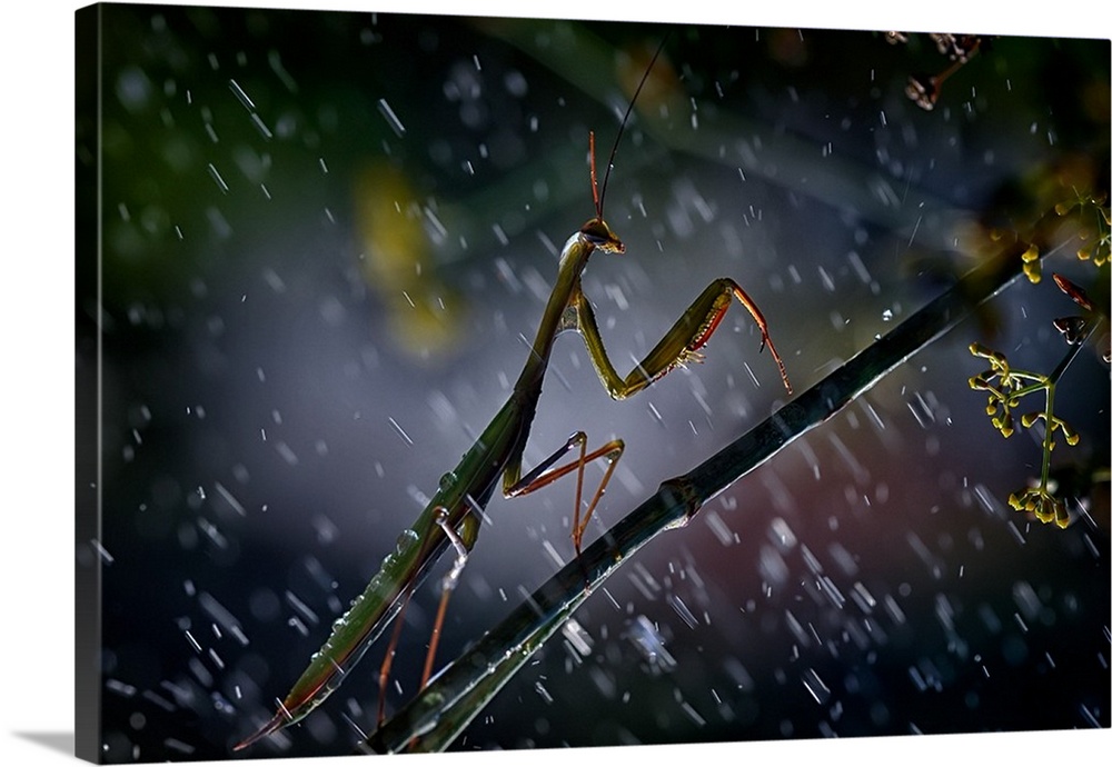 A praying mantis caught in the rain.