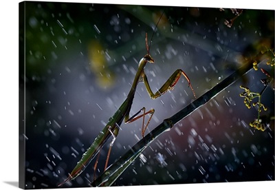 Mantis In The Rain
