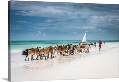 Masai Cattle on Zanzibar Beach