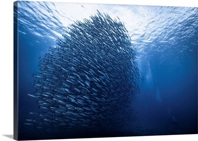 Mass Giant