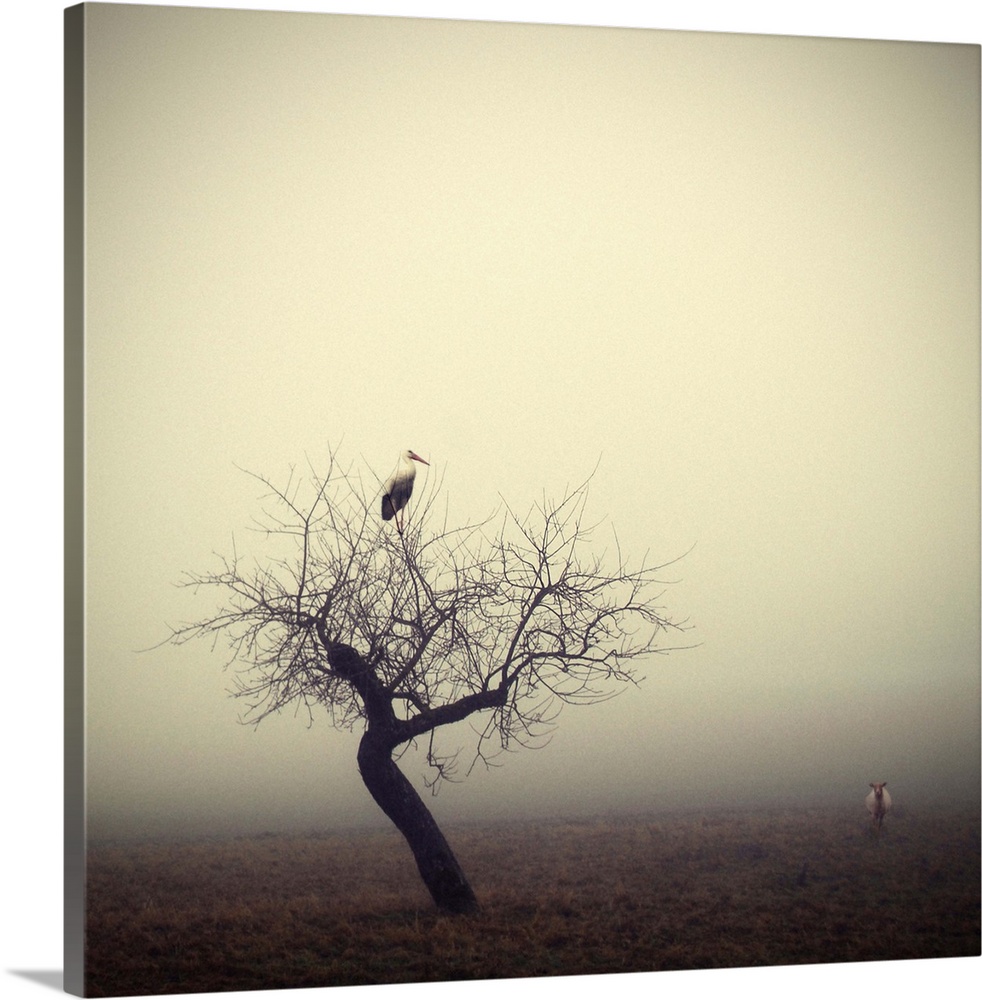 A stork sits in a tree with bare branches with a sheep nearby, on a foggy morning.