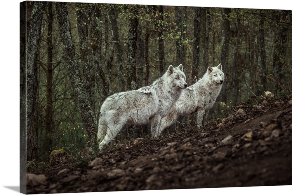 Meeting With White Wolves