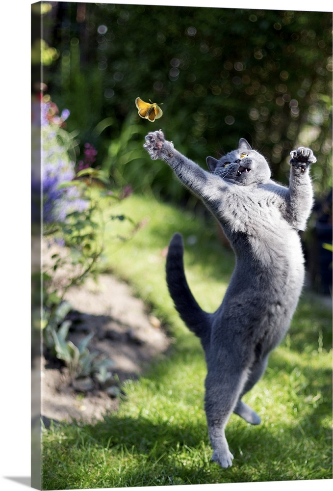 A cute, athletic grey cat leaping into the air to try and catch a yellow butterfly in a garden.