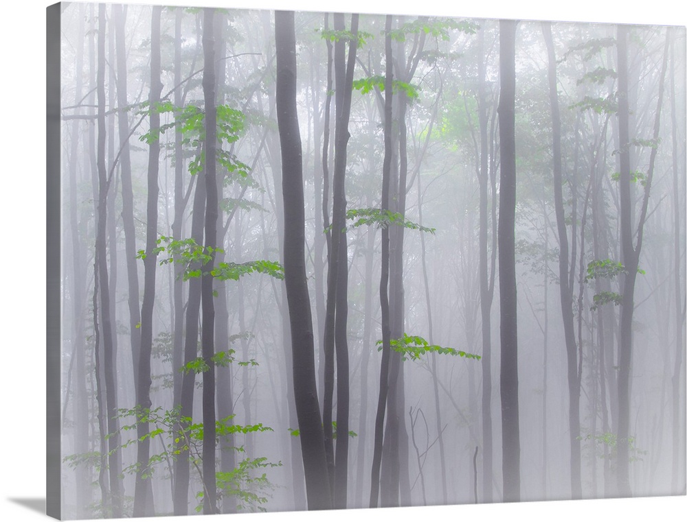 A forest of thin trees in the fog with bright green leaves.