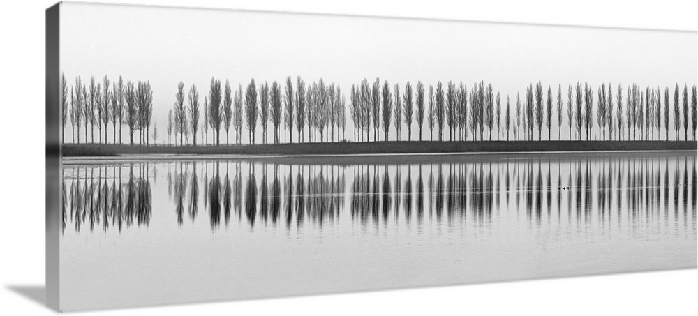 High key panoramic photograph of a row of trees on a Lake Constance, Germany, with reflections on the water and ducks swim...