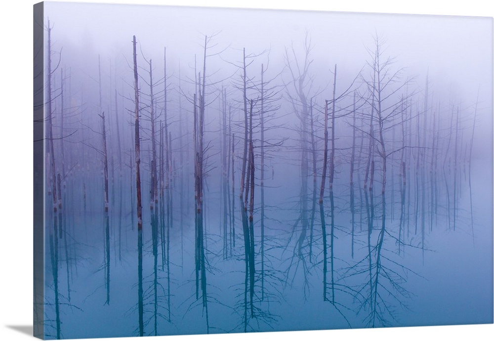 A forest of bare branched trees casting a perfect reflection in the foggy shallow water.