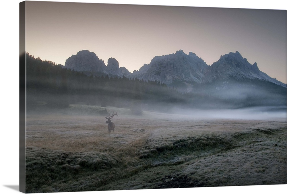 An elk stands in a misty valley all alone in the morning, with towering mountains in the background.