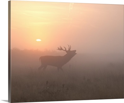 Misty Morning Stag