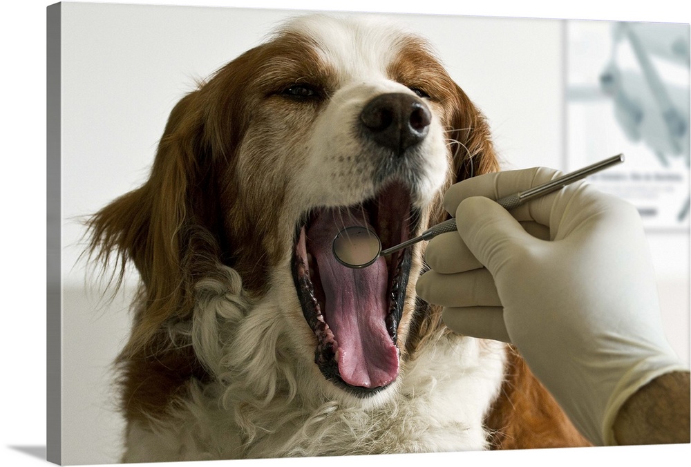A veterinarian inspects the inside of a dog's mouth.