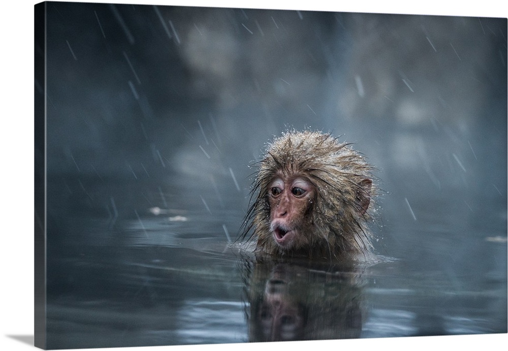 A baby monkey in a hot spring calls for its mother as snow falls.
