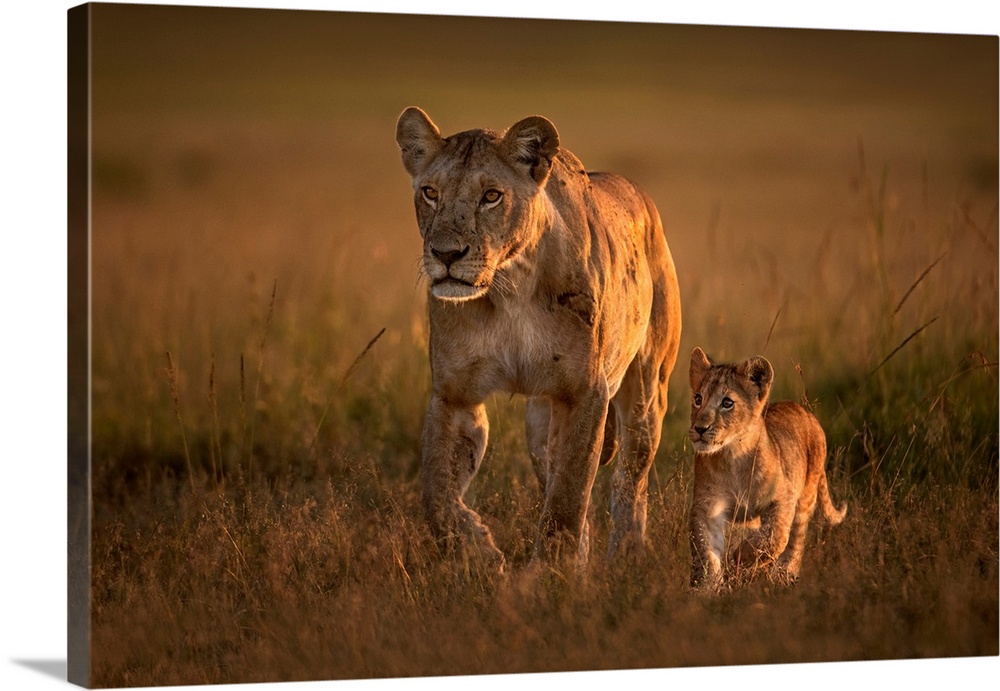 Mom Lioness With Cub