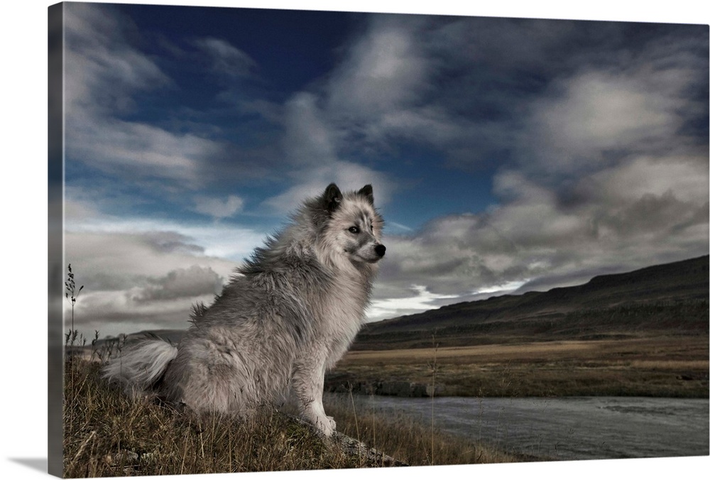 A grey and white dog sitting by the edge of a river in a rural landscape with clouds in the sky.