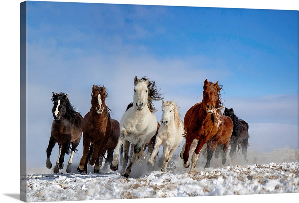 Mongolia Horses