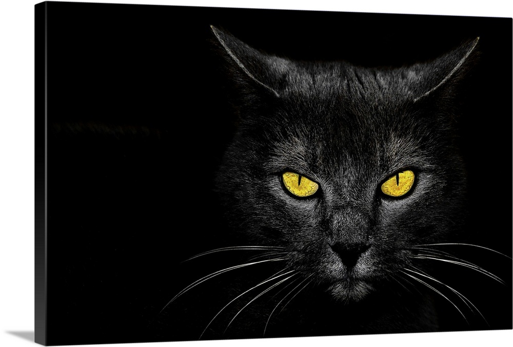 Intense stare of a black cat with bright yellow eyes.