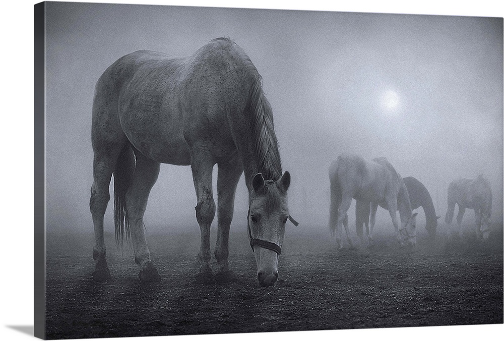 Horses grazing in a field shrouded in fog.