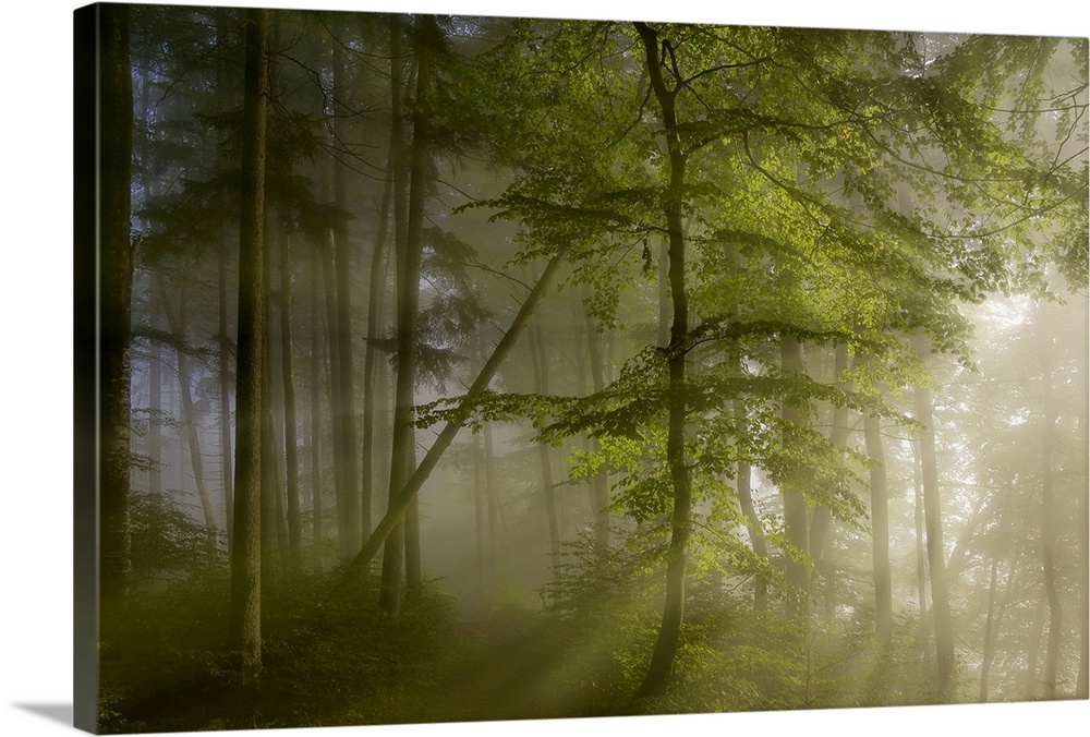 Sunlight shining through the misty forest in the morning.
