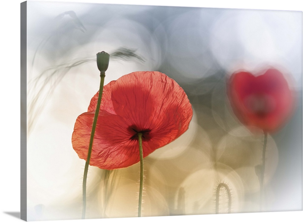 Artist photograph of a red poppy against an abstract background.