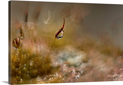Moss World