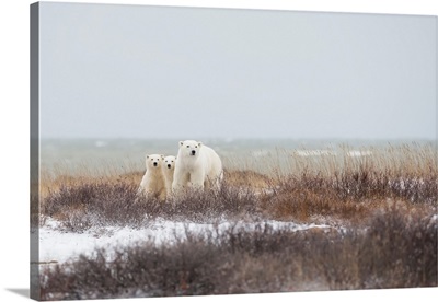 Mother A Cubs At The Seaside