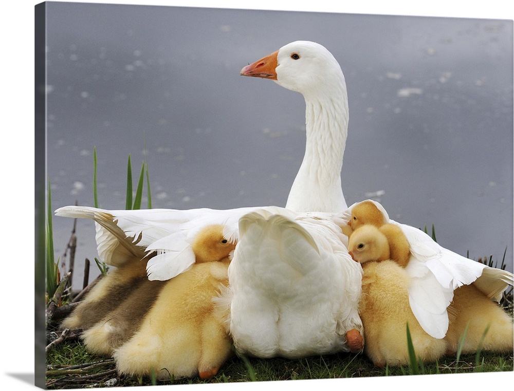 A mother goose shielding her goslings from a rain.