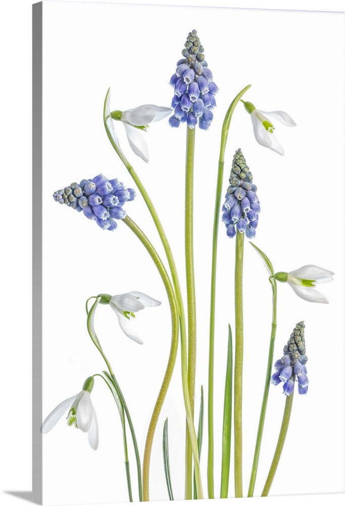 Galanthus and muscari flowers on a white background.