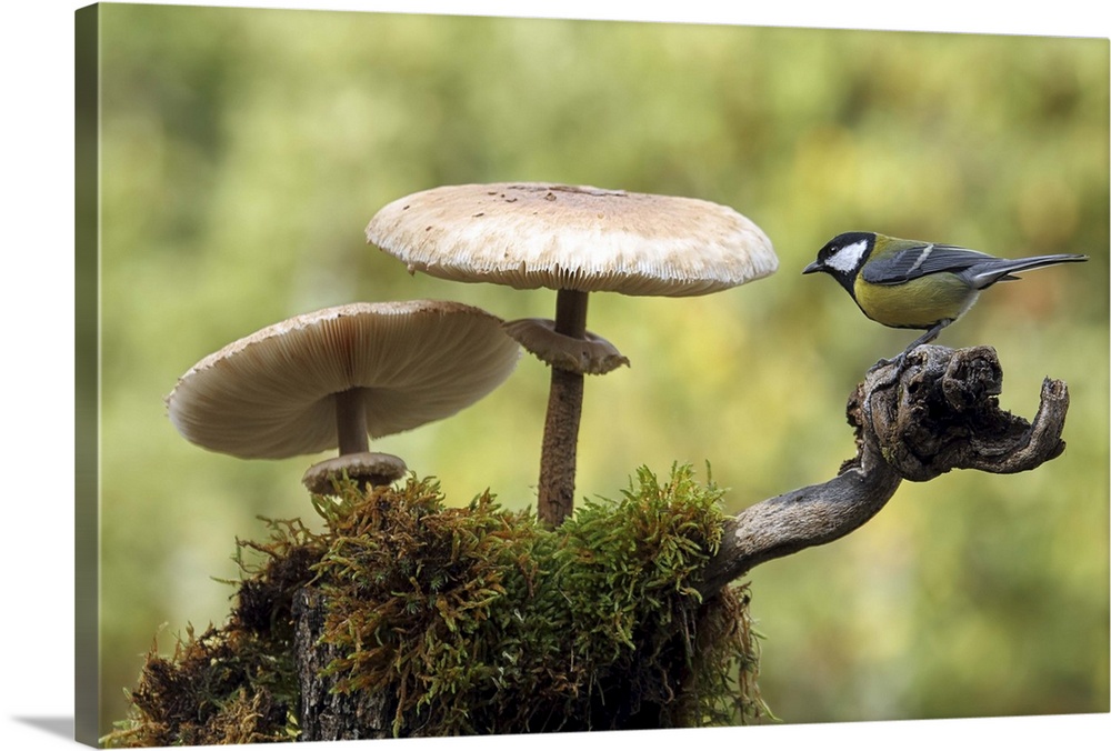 A Great Tit sits on a branch next to two large mushrooms.