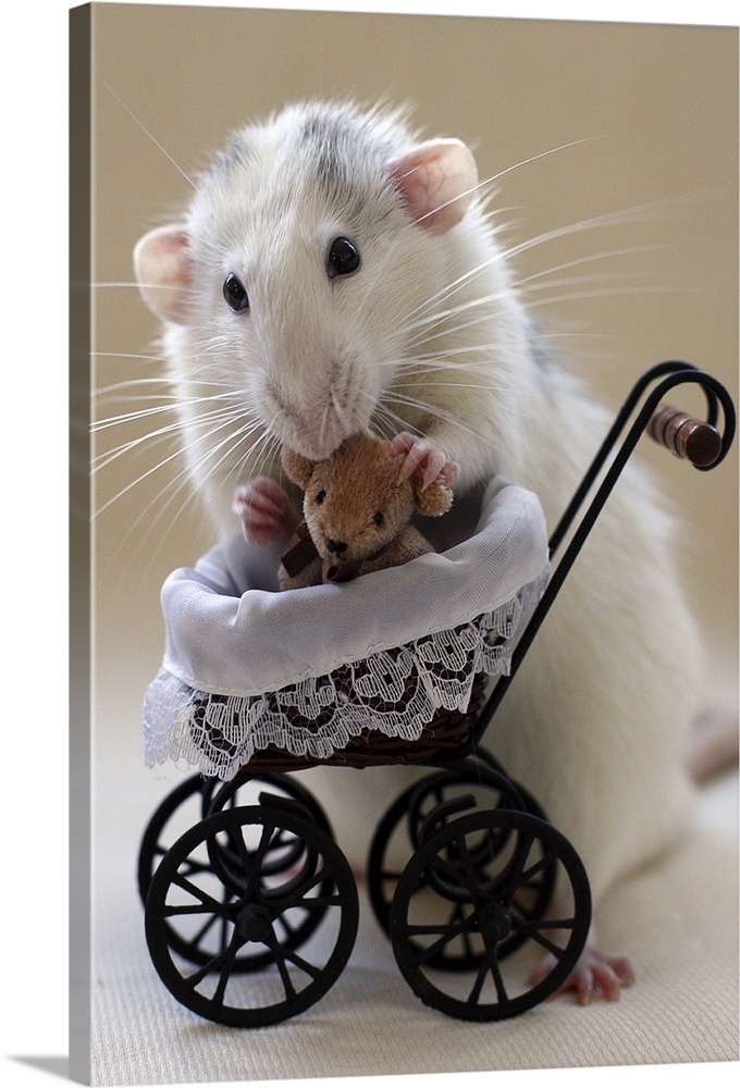 A cute rat with a dollhouse stroller holds a miniature teddy bear.
