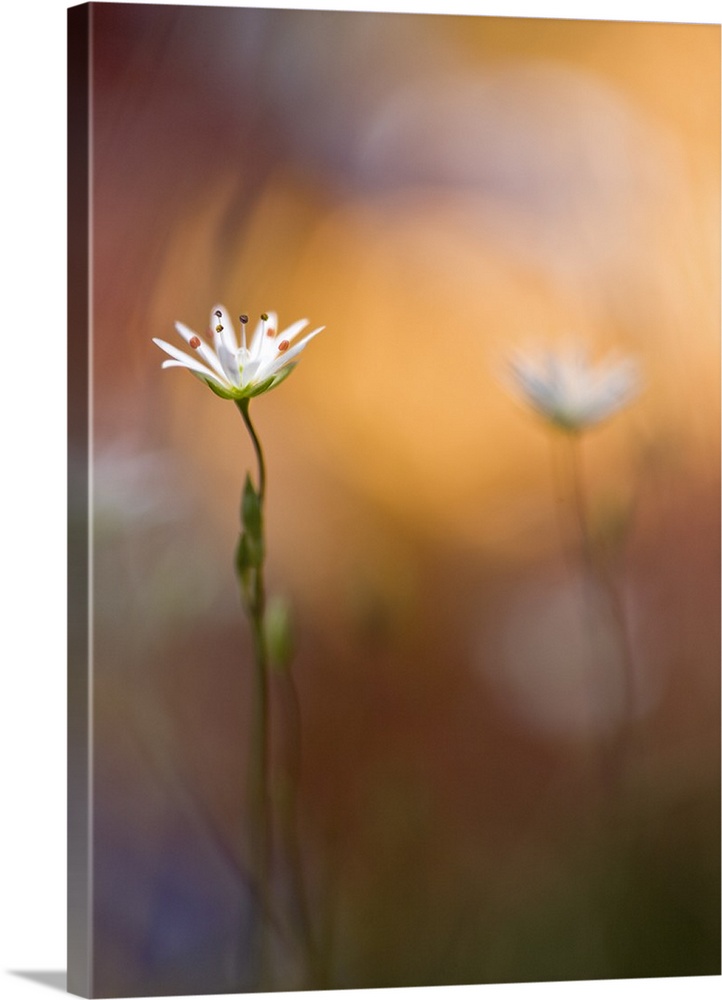 A white flower and its twin out of focus in the background.