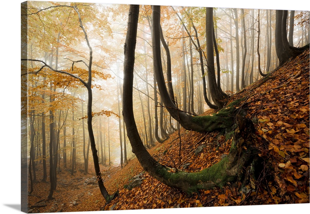 Mystic Autumn Forest