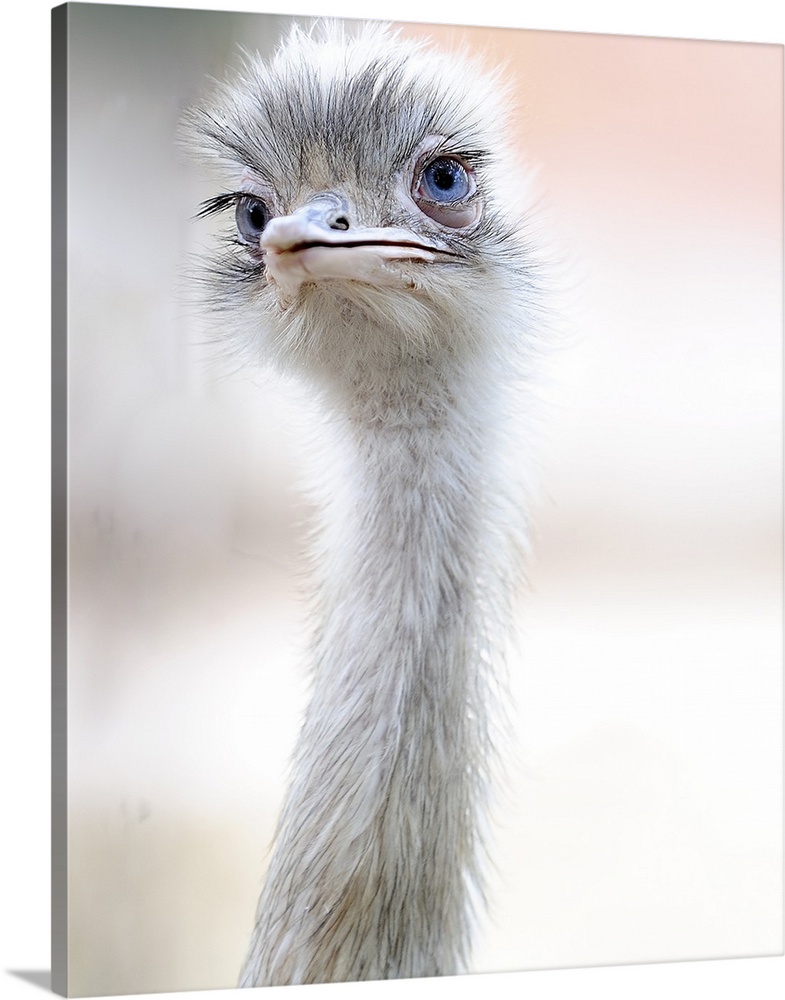 Head and neck of an ostrich, with an elegant curve.