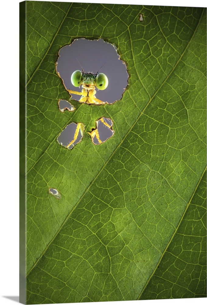 A macro photograph of a bug seen through a hole in a leaf.