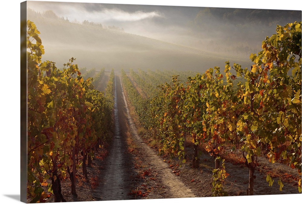 Morning mist over a vineyard in the Piemonte region of Italy.