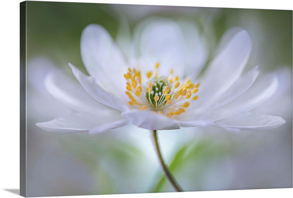 Close up view of a white flower with a bokeh background.