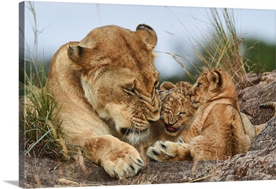 Nostalgia Lioness With Cubs