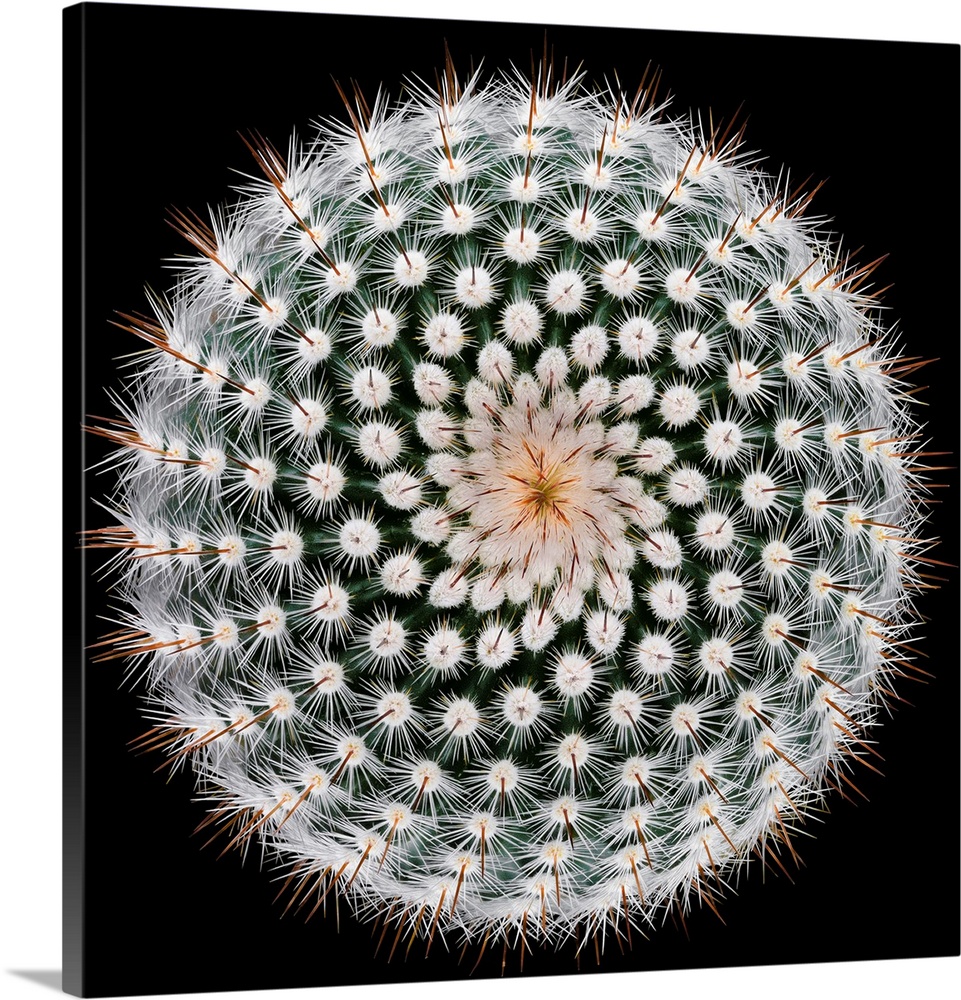 Notocactus Scopa