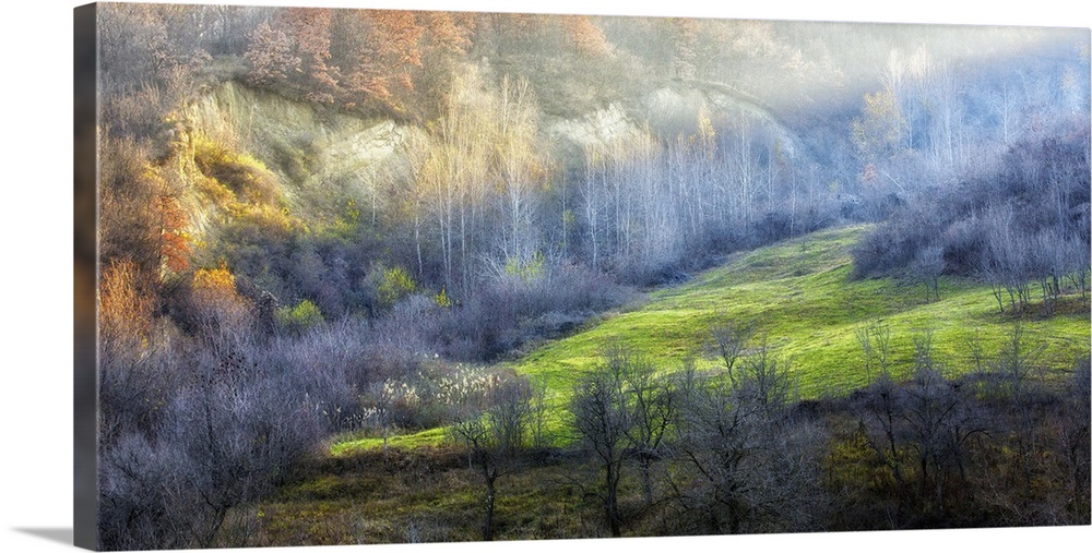 A forested valley clearing hit by a ray of sunlight from the rising sun.