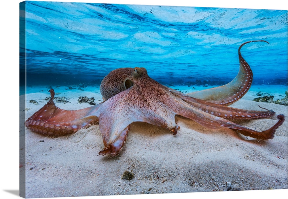Do you know that octopuses have 3 hearts ??? One principal and two secondary.