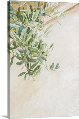 Olive Tree Leaves