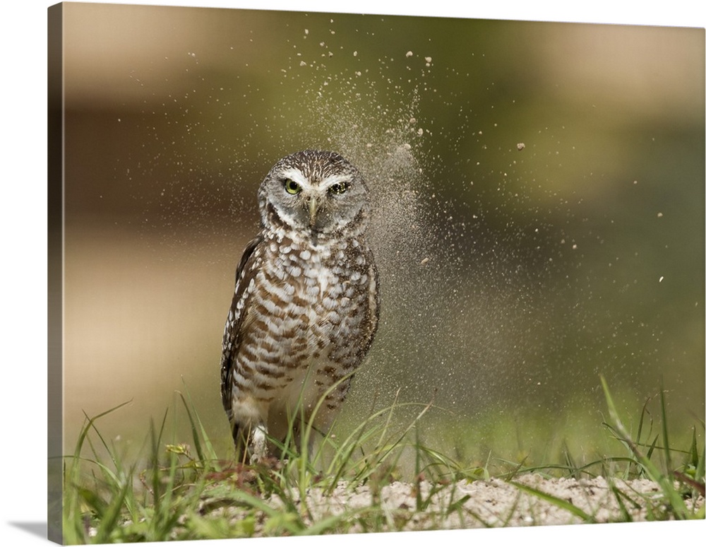 A Burrowing Owl with dust in the air keeping a lookout.