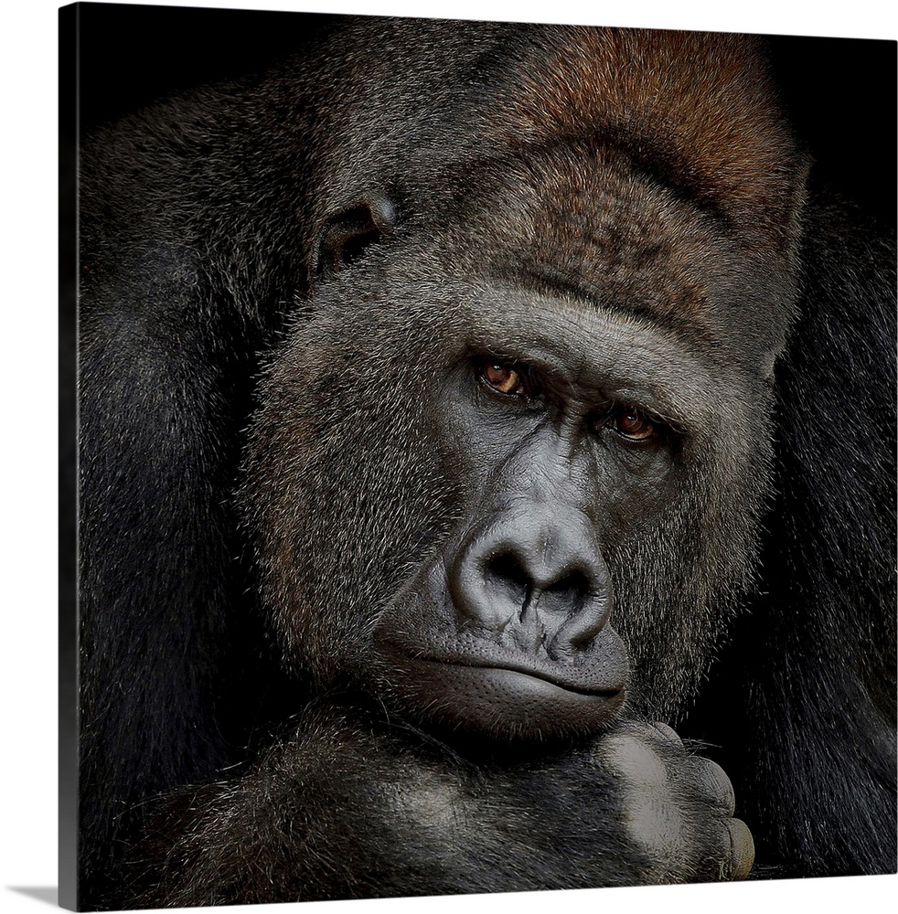 A portrait of a gorilla gazing intently at the camera.