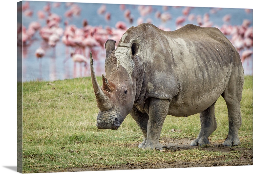 A portrait of a rhinoceros with a group of pink flamingos in the background.