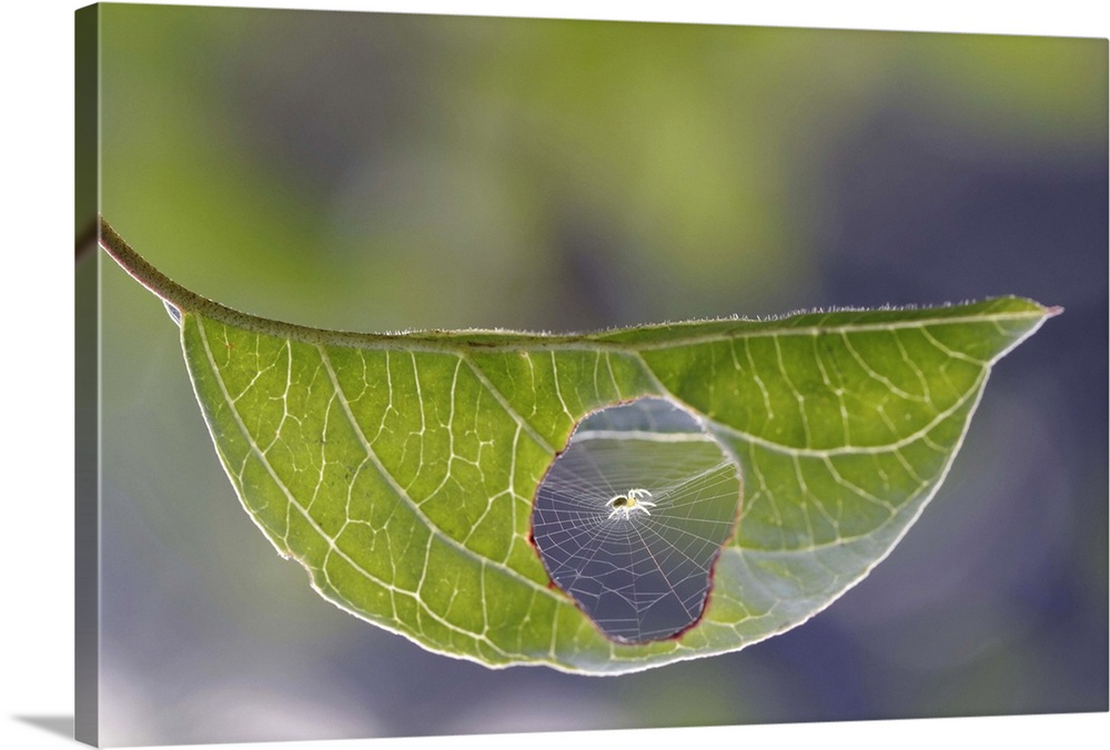 An extreme close-up of a leaf with a spider that has made a web in the hole of the leaf.