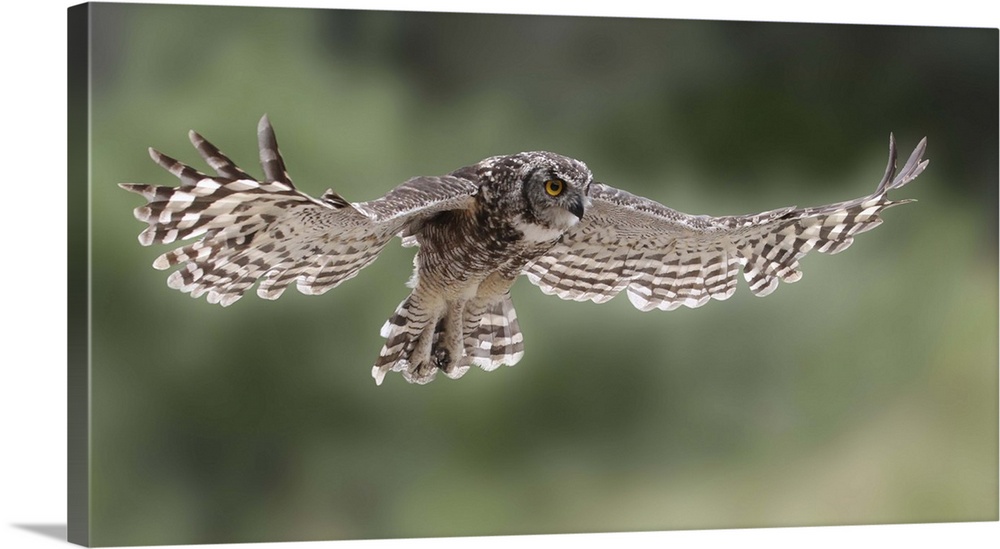 A Great-Horned Owl in mid flight, with wings spread out and beautiful striped feathers.