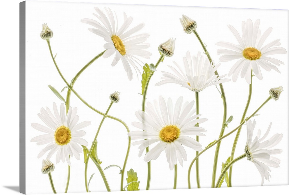 Curling white daisies on a white background.