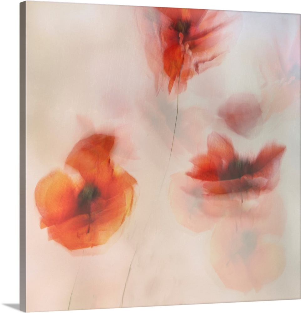 Painted Poppies