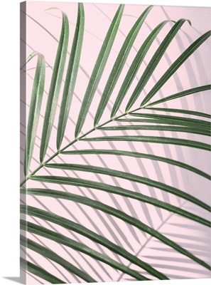 Palm Leaf Shadow