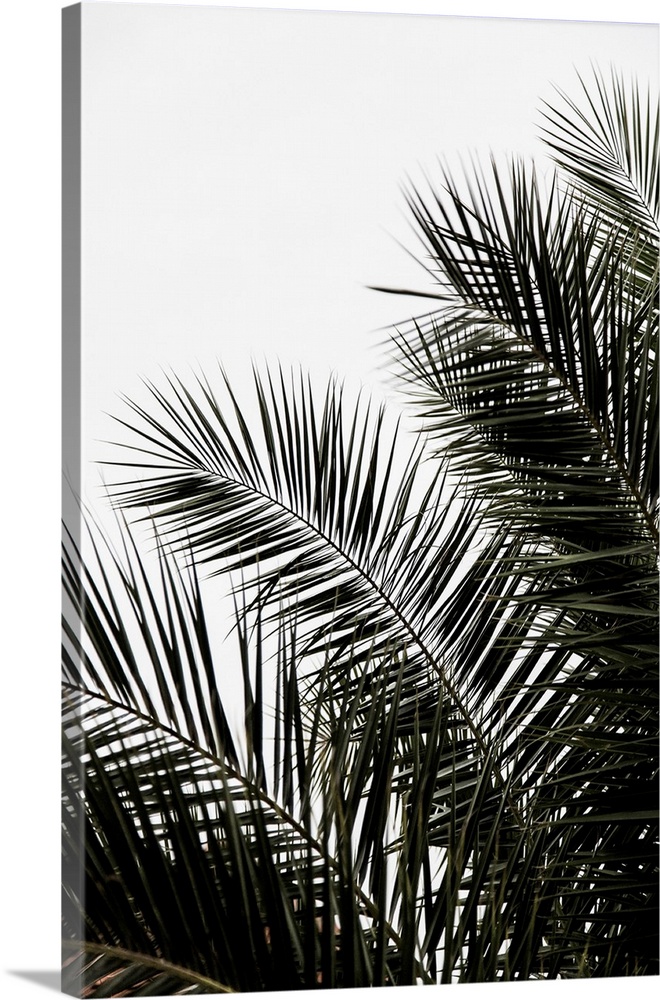 A bold contemporary photograph of long dark green palm branches against a white background