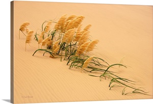 Pampas Grass In Sand Dune image thumbnail
