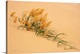 image thumbnail of Pampas Grass In Sand Dune